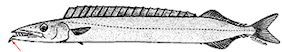 Nesiarchus nasutus_claves.jpg
